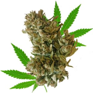 What is organic hemp?